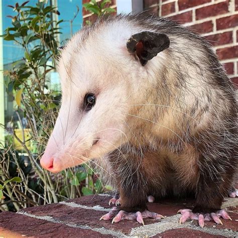 Sesame the Opossum & Starfish on Instagram: “A huge #ThankYou to ...