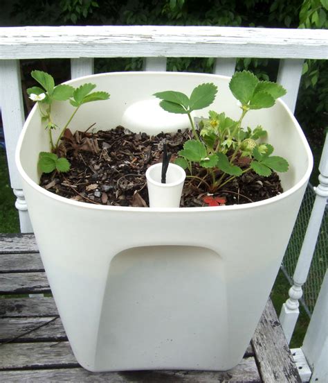 How To Self Watering Planters Work