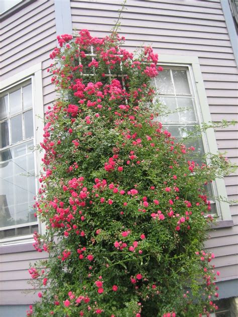 This spring I WILL plant a climbing rose! Already have the trellis for ...