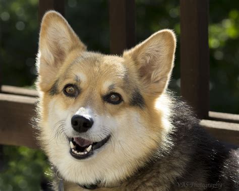 My Corgi – Learning from Dogs