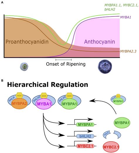 Frontiers The Coordinated Action Of MYB Activators And Repressors