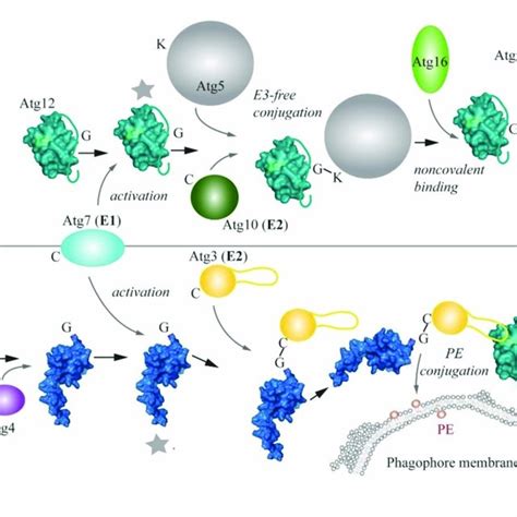 Ubiquitination In Regulating Autophagy Related Proteins All Of The Download Scientific Diagram