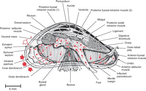 The Anatomy And Ciliary Currents Of The Foot And Visceral Mass After