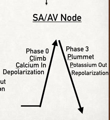 Action Potential Of Autorhythmic Cells Pacemaker Diagram Quizlet