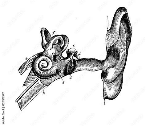 Human Ear Anatomy Vintage Engraving Stock Illustration Adobe Stock