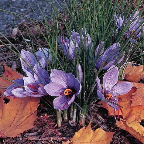 Crocus Sativus Saffron Crocus White Flower Farm