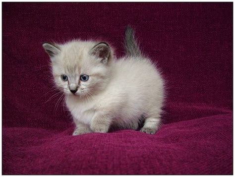 Munchkin Cat Cute Cat Breeds - Pets Lovers