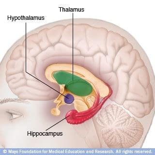 Slide Show How Your Brain Works Mayo Clinic