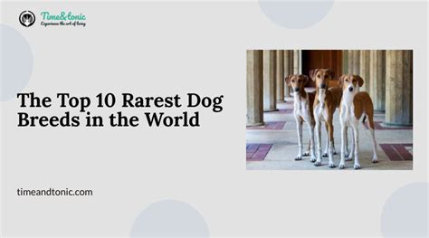 Top 10 Rarest Dog Breeds in the World In 2023