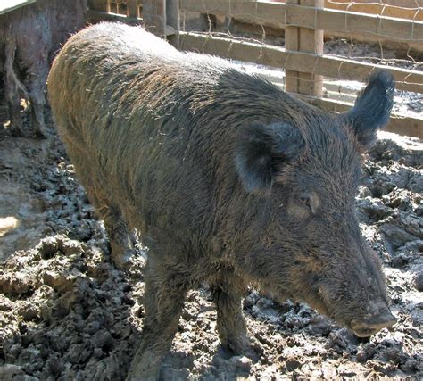 Big Ass Pig Bloodydecks