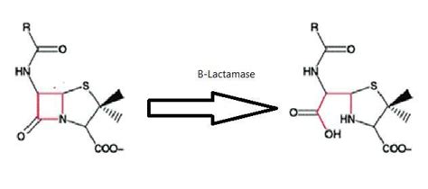 5 β lactam ring cleavage by β lactamases enzyme Higgins 2001