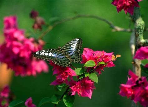 Beautiful Flowers Nature Wallpaper Hd