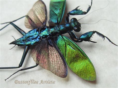 Metallic Praying Mantis Metallyticus Splendidus Pair Rare Etsy