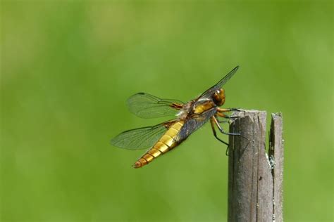 brown dragonfly free image | Peakpx