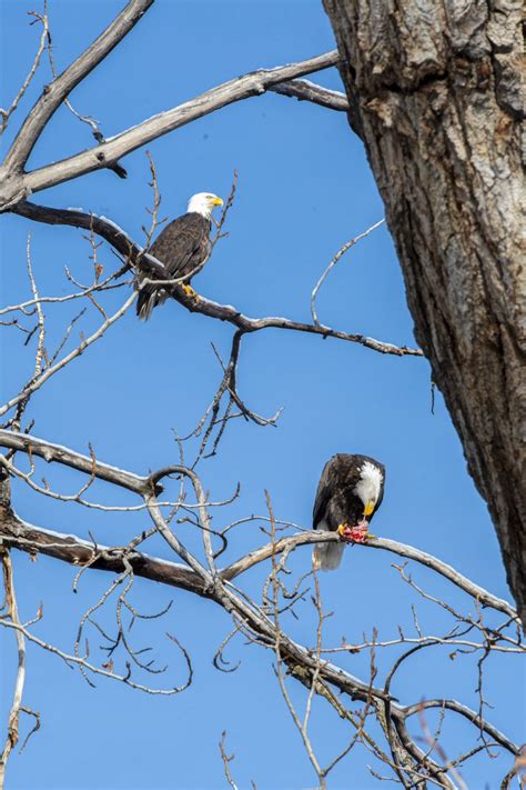 Boise State University On Twitter Rt Boisestate Birds Of Feather