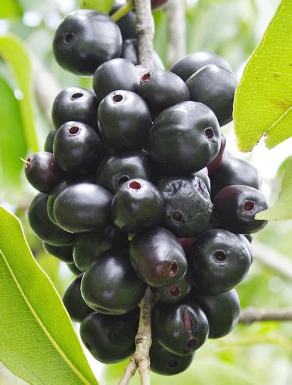 Jamun Fruit In Tamil