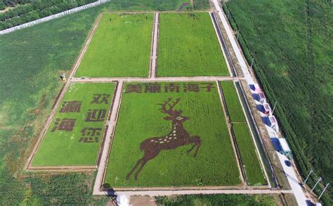 南海子再現稻花香，大興瀛海新添一處都市農業新景觀 新浪香港