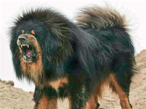 Tibetan Mastiff Large Dog Breeds, Giant Dog Breeds, Tibetan, 51% OFF