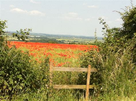 A Field of Poppies | Clubit TV