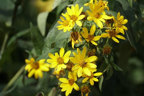 Woodland Sunflower Helianthus Divaricatus Barbara H Smi Flickr