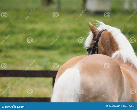 Haflinger Horse in the Show Ring Stock Image - Image of beauty, bridle: 144576415