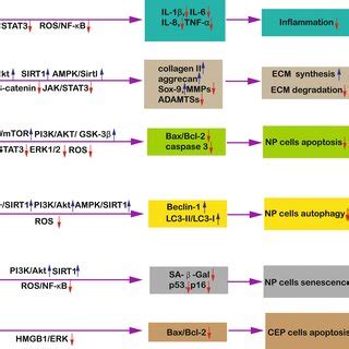 Effects Of Rsv On Idd Rsv Treatment Leads To Up Regulation Of Ecm