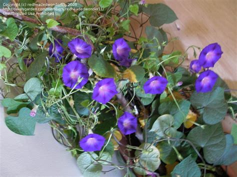 Morning Glories Overwintering Morning Glories Question 1 By