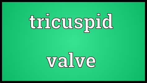 Tricuspid Valve Meaning Youtube