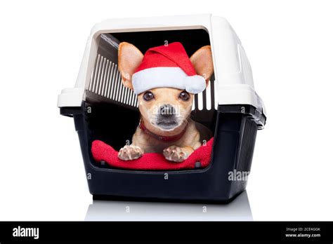 Caisse Chien Banque De Photographies Et Dimages à Haute Résolution Alamy