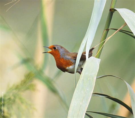 European Robin | KuwaitBirds.org