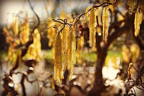 Hazel Catkin Flower Branch Free Photo On Pixabay Pixabay