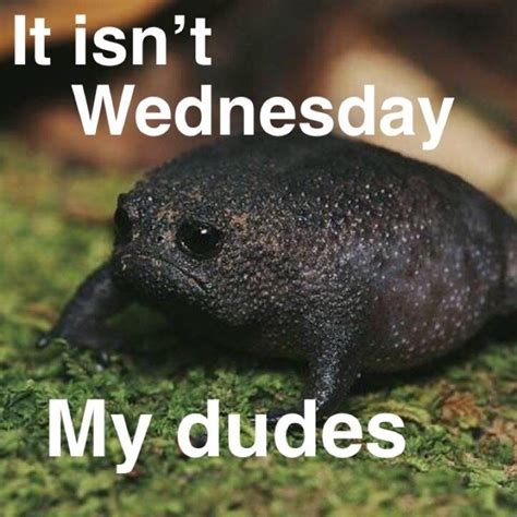 Лягушка с микрофоном мем