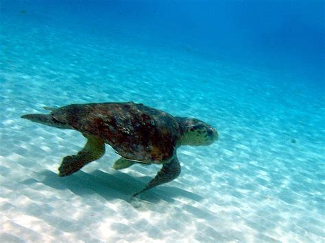 Litorale Del Casertano S S Tartarughe Caretta Caretta Salerno News