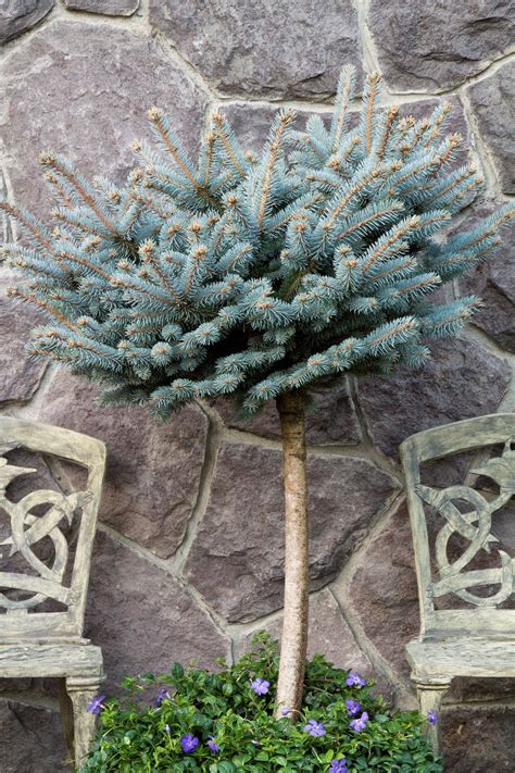 Spruce - Globosa, Standard - Landscape Express