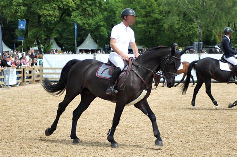 Warmblood - Completly Black - Show Jumping by OrleanTribute on DeviantArt