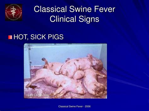 Ppt Classical Swine Fever Powerpoint Presentation Id 224847