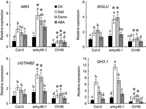 Transcription Factor Wrky46 Modulates The Development Of Arabidopsis Lateral Roots In Osmotic