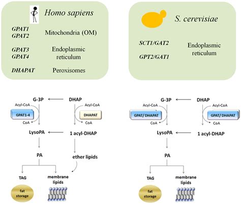 Glycerolipid biosynthesis in eukaryotes. Cartoons highlighting ...