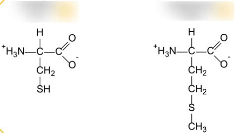 Sulfur Amino Acids Diagram | Quizlet