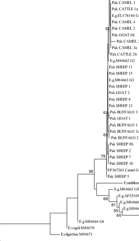 7 Phenogram Construction Of The Cytochrome Oxidase 1 Gene Of