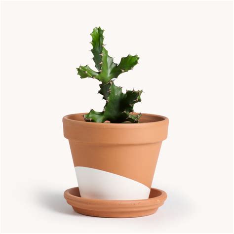 Euphorbia Tortilis Cactus Indoor House Plants Deliver