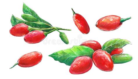 Illustration De L Aquarelle Avec Les Baies De Goji Assortis De Baies