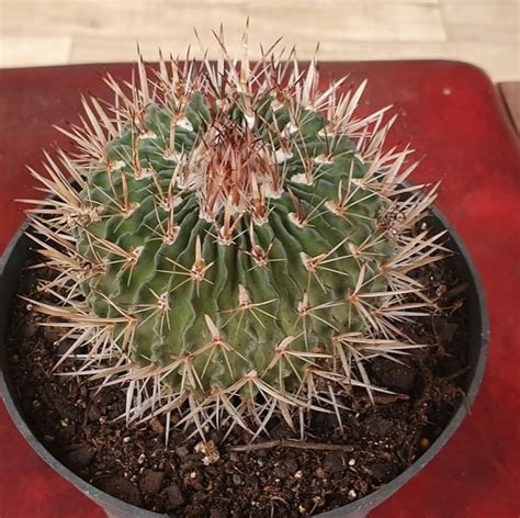 Stenocactus Phyllacanthus Cactos Brasil