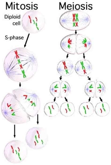 Unlock The Secrets Of Mitosis And Meiosis Color By Number Answer Key