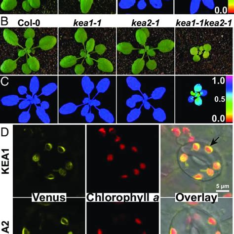 Fig S1 Overview Of T Dna Insertion Lines Isolated And Used In This Download Scientific