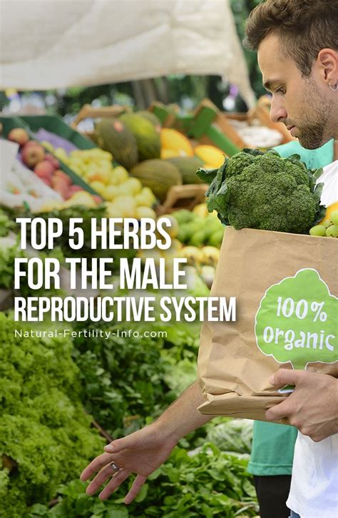 Top Herbs For The Male Reproductive System Natural Fertility