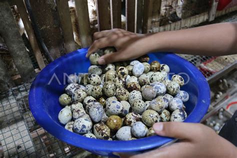 Budidaya Burung Puyuh Petelur Antara Foto