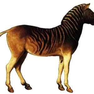 Quagga - Facts, Diet, Habitat & Pictures on Animalia.bio