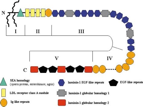 Structure Of Perlecan See Iozzo 1998 Several Distinct Protein