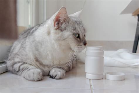 O Que Dar Para Gato Vomitando - O que dar para um gato comer quando está vomitando? - 5 remédios caseiros